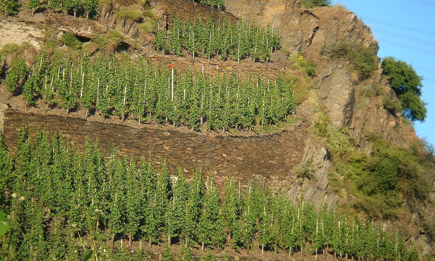Die Mosel zeigte sich heterogen und insgesamt eher schwach. Hier punkteten nur die bekannten Spitzenwinzer. Die Mosel zeigte sich heterogen und insgesamt eher schwach. Hier punkteten nur die bekannten Spitzenwinzer.