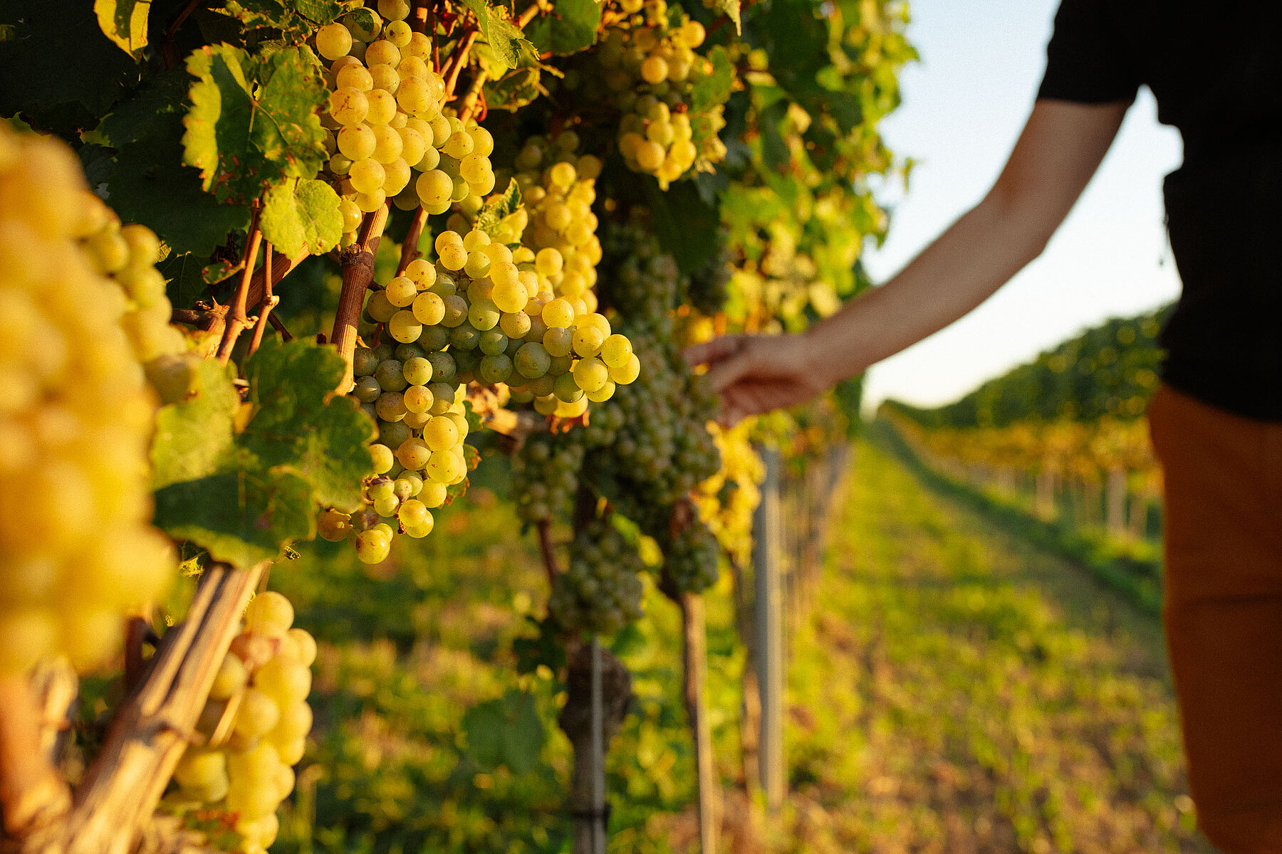 Die Trauben waren nicht überall so gesund wie hier im Zellertal beim Weingut Battenfeld-Spanier. Die Trauben waren nicht überall so gesund wie hier im Zellertal beim Weingut Battenfeld-Spanier.