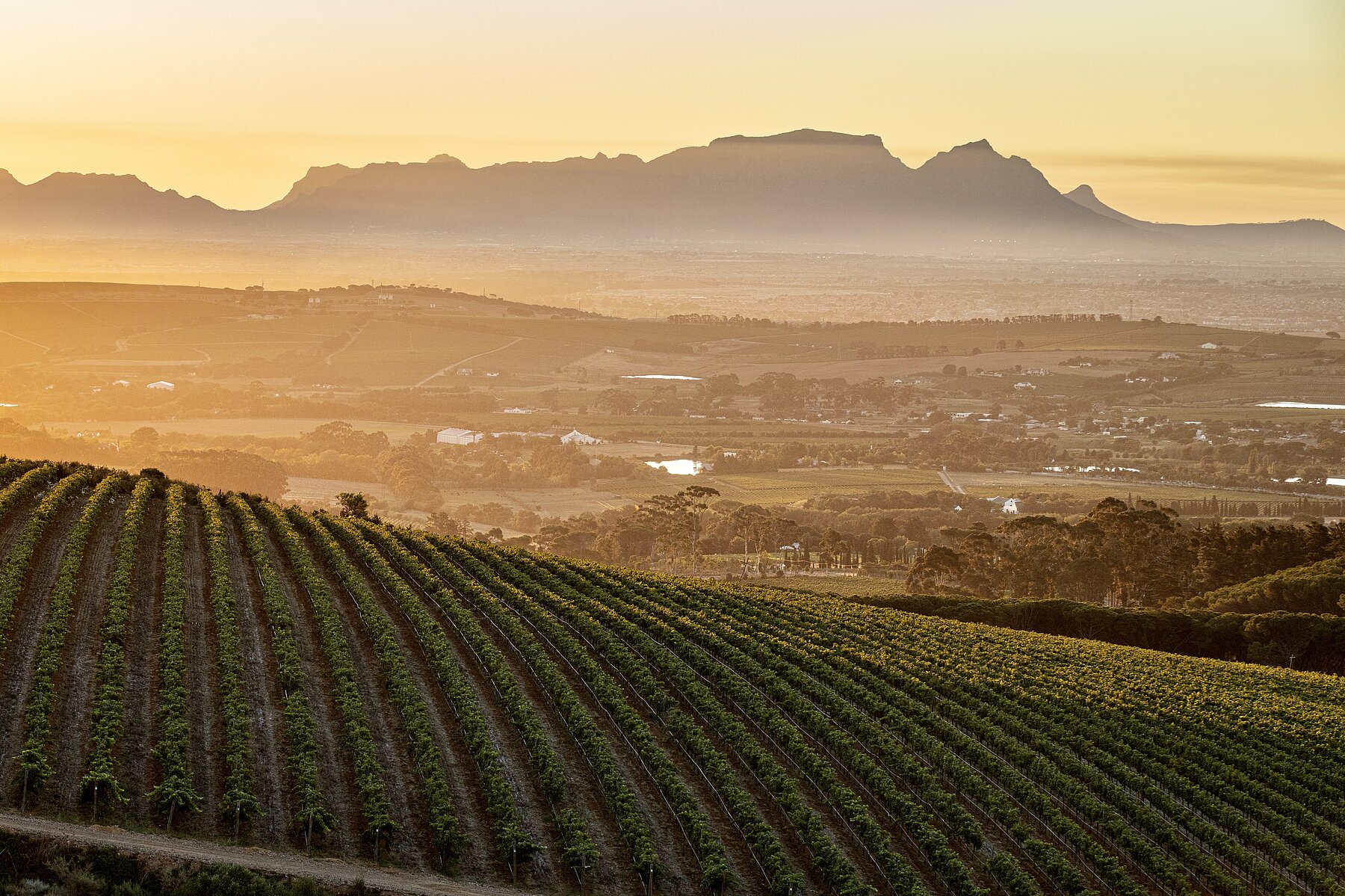 Die Berge der Cape Fold Mountains prägen das Terroir und tragen zum einzigartigen Klima bei, das den Weinbau in dieser Gegend so erfolgreich macht. Die Berge der Cape Fold Mountains prägen das Terroir und tragen zum einzigartigen Klima bei, das den Weinbau in dieser Gegend so erfolgreich macht.
