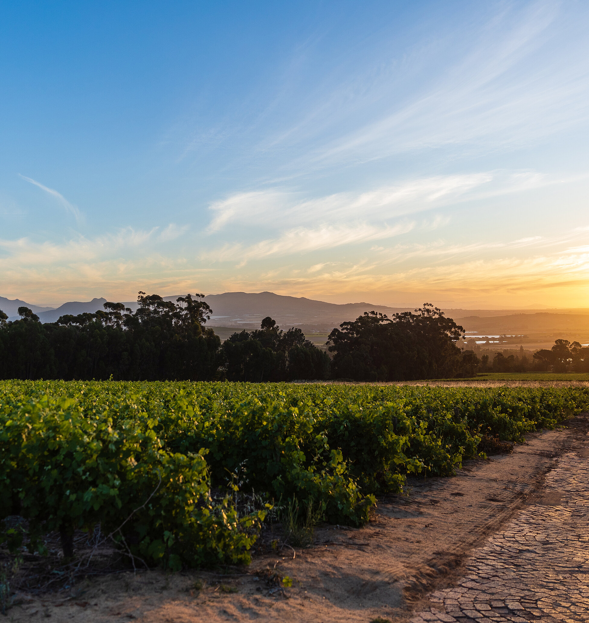 The winery is located in Koutsi at an altitude of around 650 meters and extends over 30 hectares of its own vineyards, supplemented by a further 90 hectares from partner winegrowers.