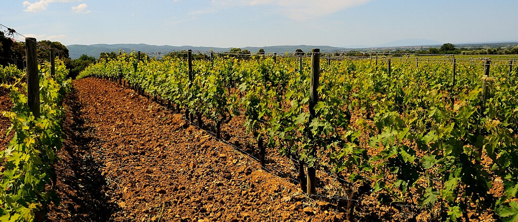 Sassicaia means "place of stones". The excellent drainage of the vineyard promotes deep root growth and concentration in the wine.