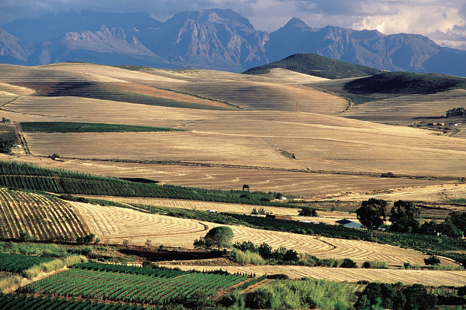 Das Swartland („Schwarzes Land“) liegt rund 50 km nördlich von Kapstadt und ist von einem mediterranen Klima geprägt: heiße, trockene Sommer, milde Winter – ideal für alte Buschreben, die konzentrierte Aromen liefern Das Swartland („Schwarzes Land“) liegt rund 50 km nördlich von Kapstadt und ist von einem mediterranen Klima geprägt: heiße, trockene Sommer, milde Winter – ideal für alte Buschreben, die konzentrierte Aromen liefern