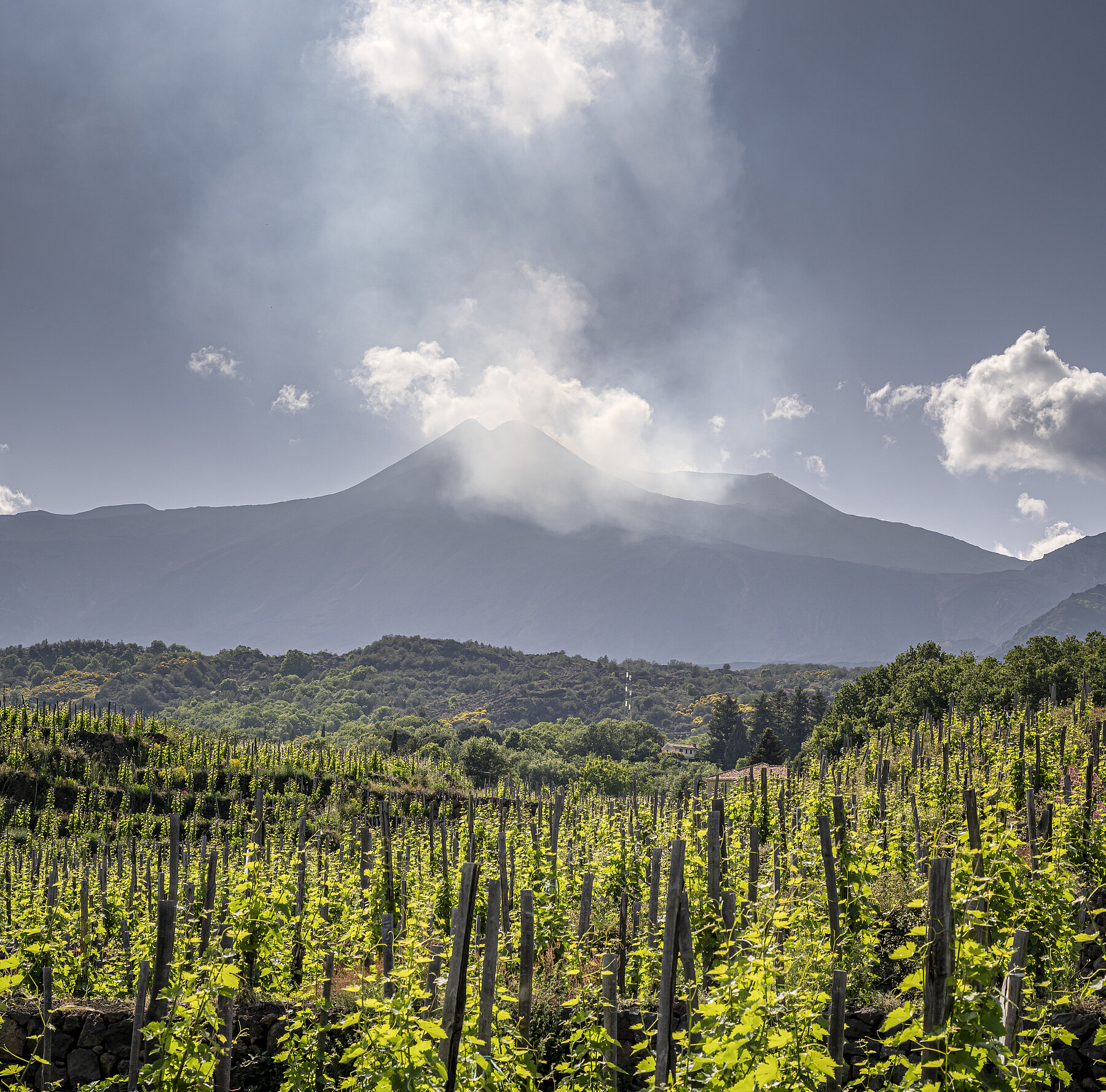 Die vulkanischen Böden rund um den Ätna sind reich an Basalt, Lava, Asche und Bimsstein. © Leif Carlsson